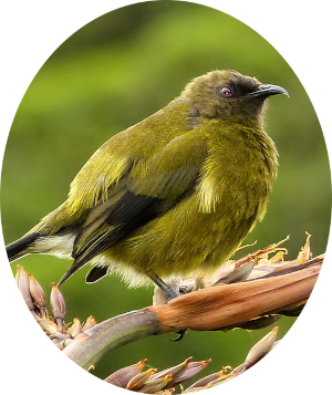 an image of a bellbird in a tree