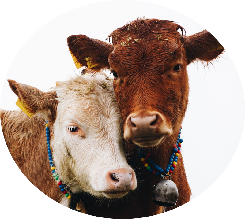two brown cows with heads touching and beaded bells 
            around their necks