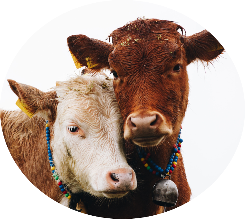 two brown cows with heads touching and beaded bells 
            around their necks